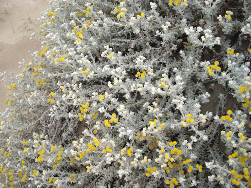 Otanthus maritimus photo